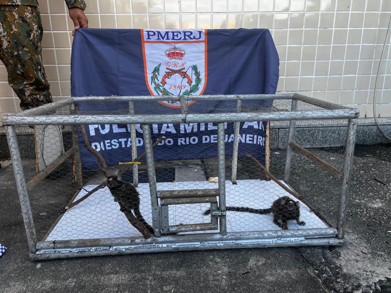 Micos são encontrados em cativeiro após denúncia ao Linha Verde